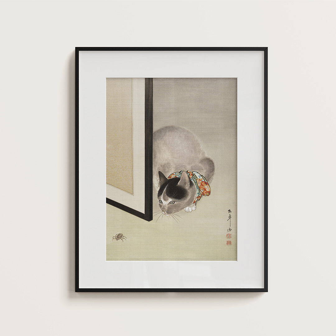 Cat watching a spider