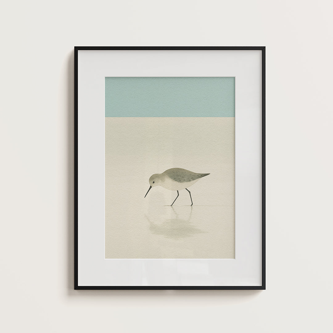Morning shorebird 