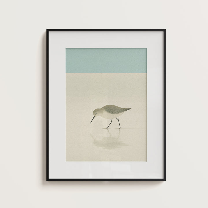 Morning shorebird 